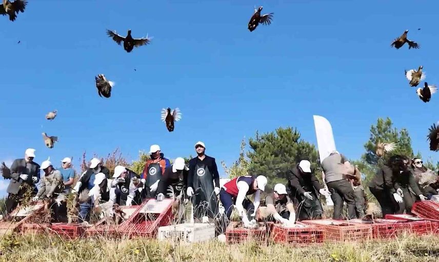 Kastamonu'da ava kapalı alana 900 sülünle popülasyon güçlendirildi