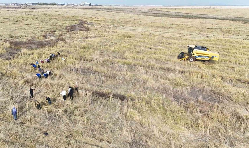 Karacadağ'ın taşlık tarlalarında hasat: biçerdöverin ulaşamadığını imece tamamlıyor