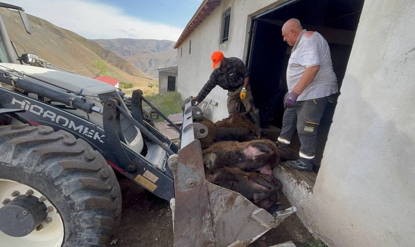Erzincan'da ağıla giren ayı kilidi kırıp 144 küçükbaşın telef olmasına yol açtı