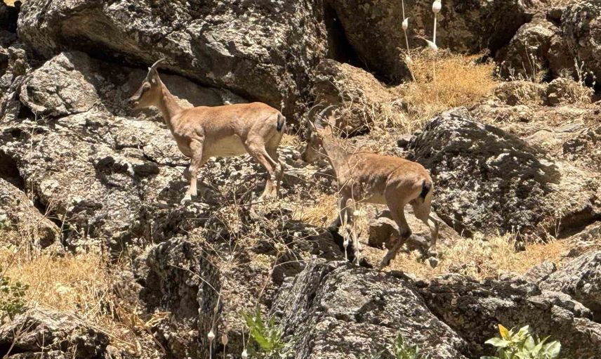 Şırnak’ta yolları keşfe çıkan koruma altındaki dağ keçileri görüntülendi