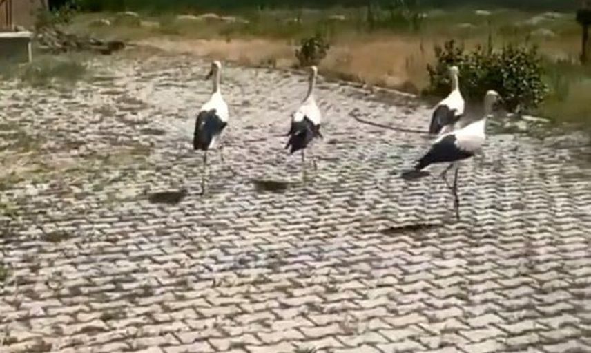 Bitkiden sağlığa: Van'da tedavi edilen leylekler doğaya bırakıldı