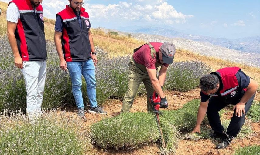 Kemah'ta lavanta tarlası yağla değer kazanıyor