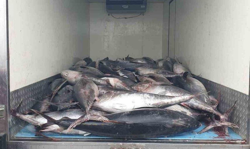 İzmir'de iki araçta 3 ton mavi yüzgeçli orkinos ele geçirildi