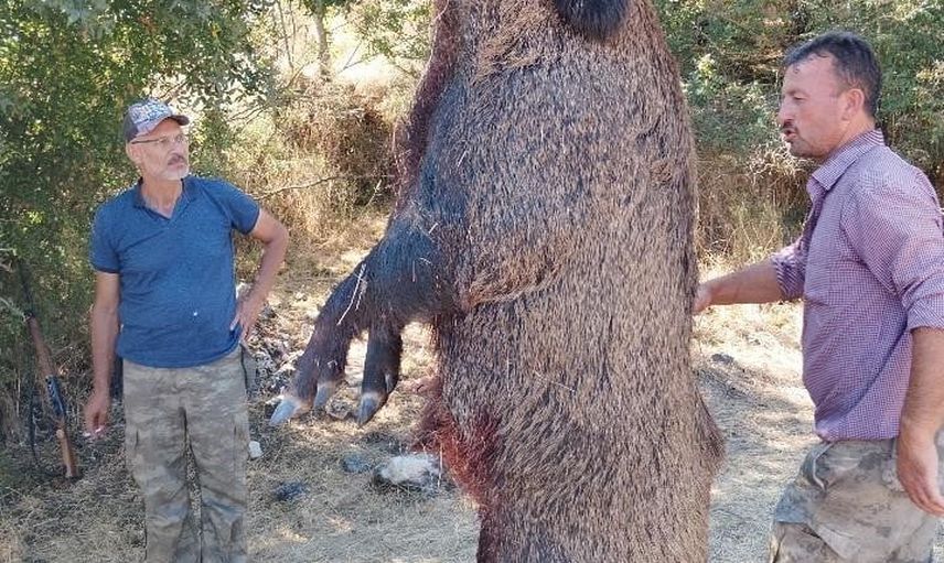 Dev domuzun ağırlığı 285 kilo çıktı: Bilecik'te avcılar şaşırdı
