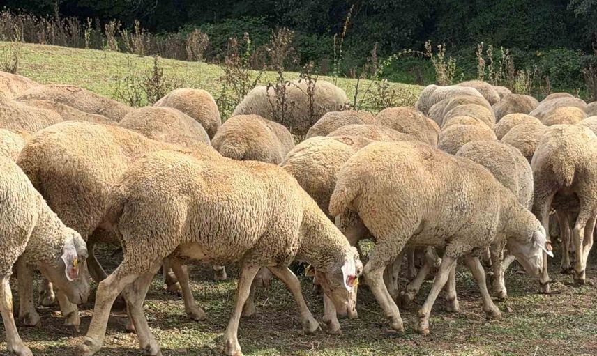 Düzce'de kırsalda yeni umut: üreticiye 100 küçükbaş destek