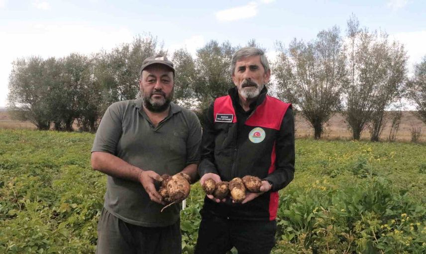 sivas'ta patates sökümüne 29 ekim'de başlanıyor: ülkenin son hasadı için geri sayım