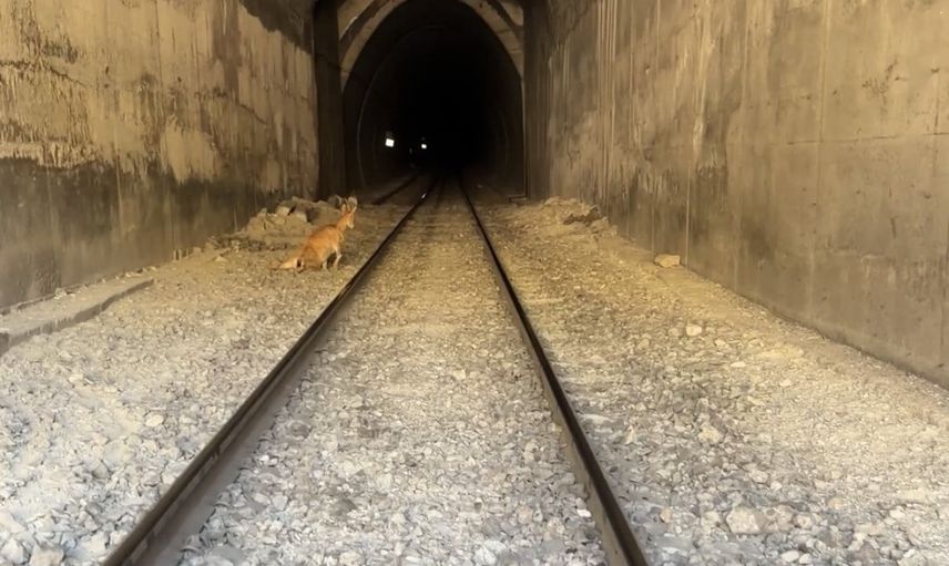 Tünelde trene çarpan dağ keçilerinden biri telef oldu, diğeri yaralandı