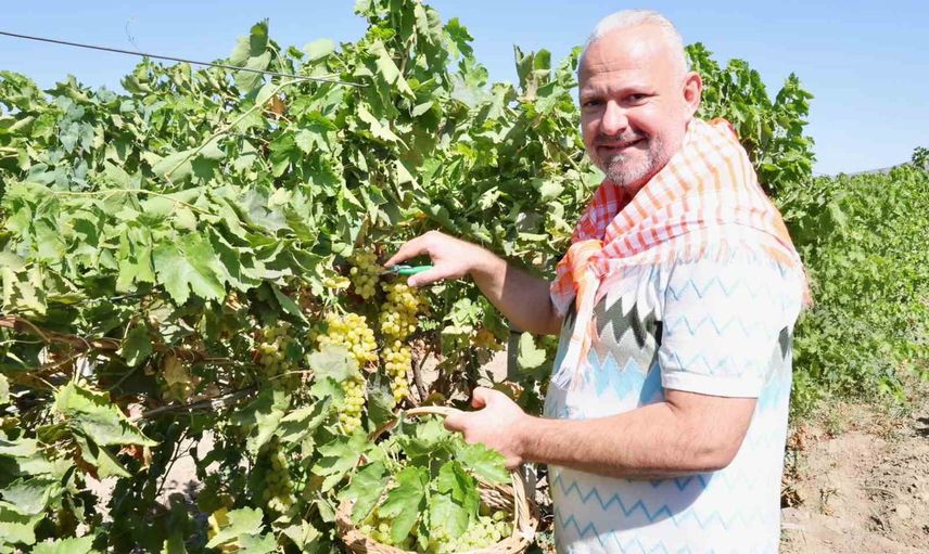 Menemen'de bağ bozumu: 18 bin tonluk rekolte umudu ve yerel dayanışma