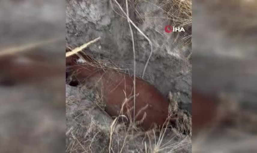 Polatlı'da obruğa düşen büyükbaşın kurtarılması köylüleri harekete geçirdi