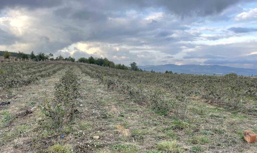 Şehir hayatını bıraktı, toprağa yerleşti: Birsen aronya ve çilek yetiştiriyor