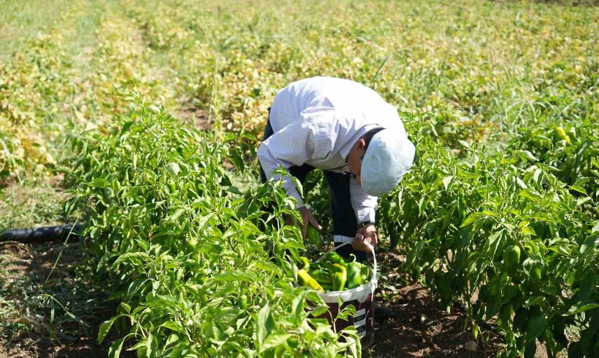 Köyünden dünyanın sofrasına: Muşlu üretici taze ve kurutulmuş sebze gönderiyor