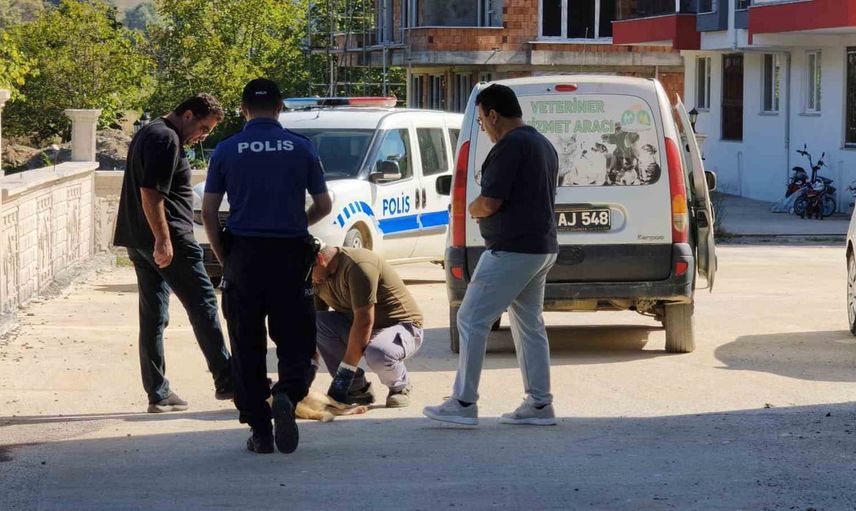 Erfelek Merkez Mahallesi'nde silah sesleri: sokak köpeği hayatını kaybetti