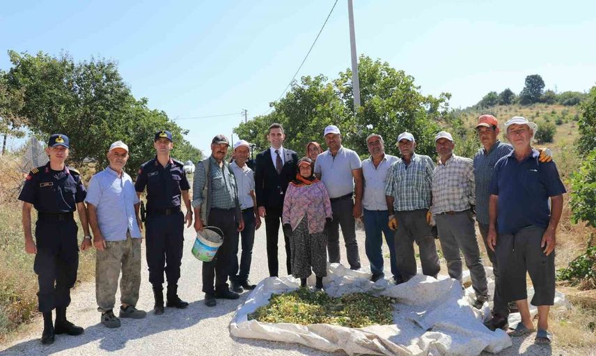 selendi'de 'yeşil altın' fıstığın ilk hasadı başladı