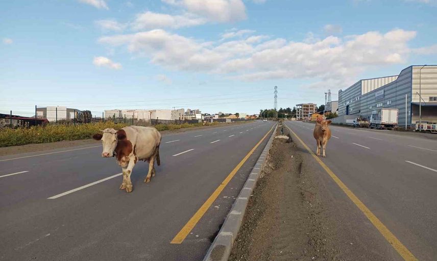 Elbistan Bulvarı'nda başıboş büyükbaş hayvanlar trafikte tehlike yarattı