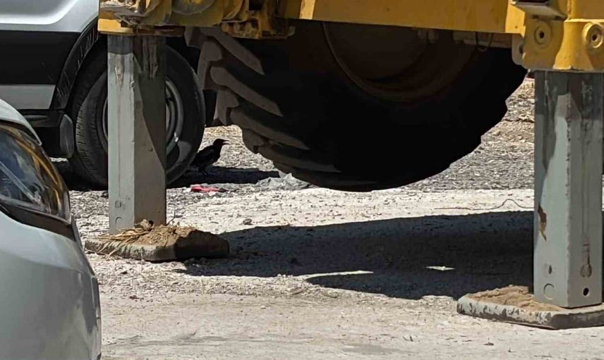 Tavşanlı'da saksağan minibüsün gölgesinde serinledi