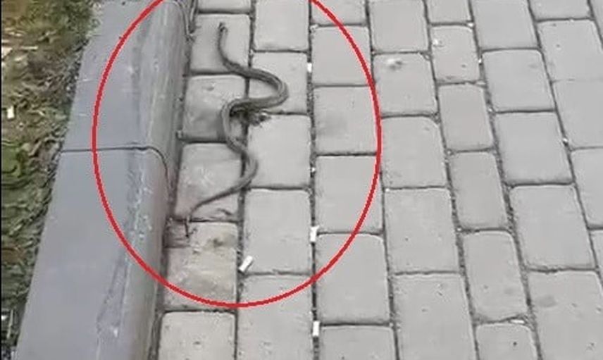 Bayburt'ta gece gündüz yiyecek arayan tilkiler ve kampüste görülen yılan