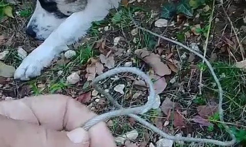 Kaplıkaya ormanında tuzaktan kurtarılan köpek yeniden hayata tutundu