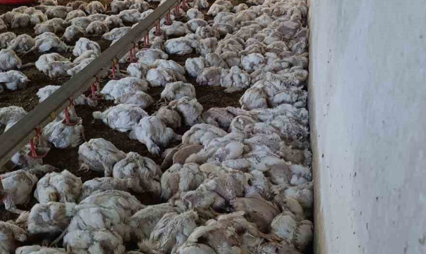 Mudurnu'da panodaki arıza işletmeyi etkiledi: kümes havalandırması durunca yaklaşık 4 bin tavuk telef oldu