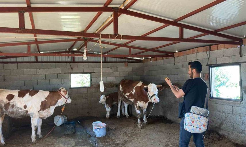 Cizre'de aşılama ve küpeleme seferberliği sürüyor