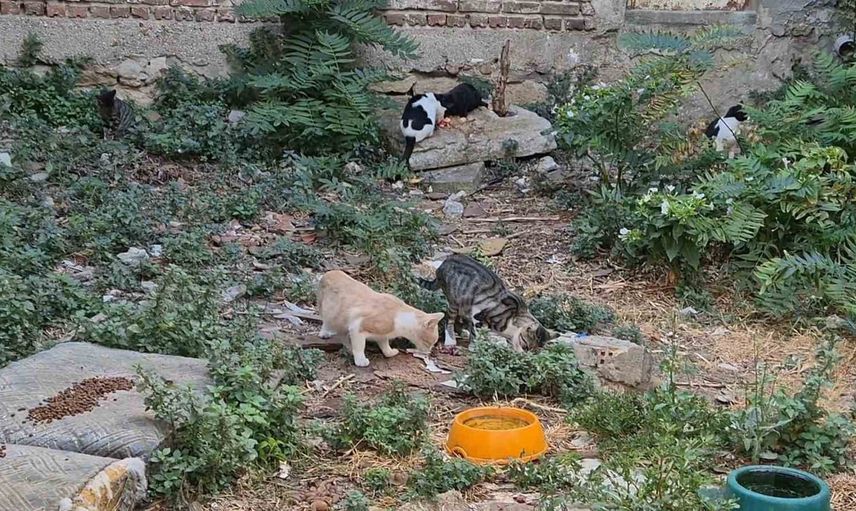 Bir kediyle başladı, Süleymanpaşa'da sokak artık onlarca kediye ev sahipliği yapıyor