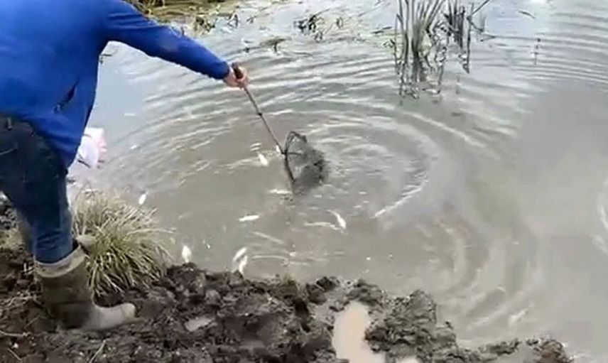 Kura Nehri'nde kıyıya vuran onlarca balık endişe yarattı
