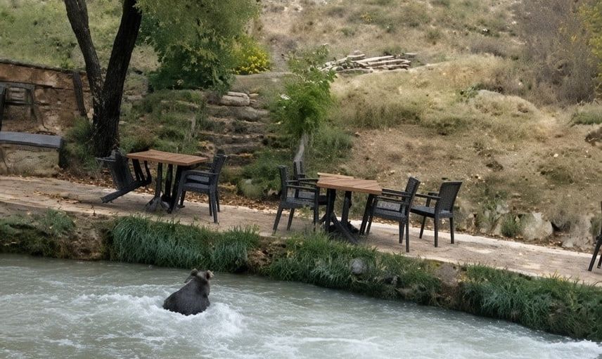 Restoran bahçesinde beliren yavru ayı suya atlayıp kaçtı