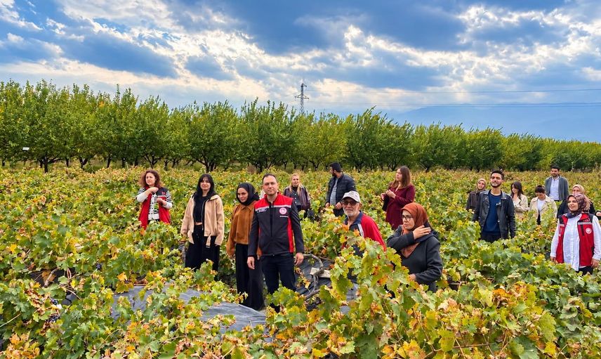 Gençler tarlada: Üzümlü’de üniversiteliler üzüm hasadına destek verdi