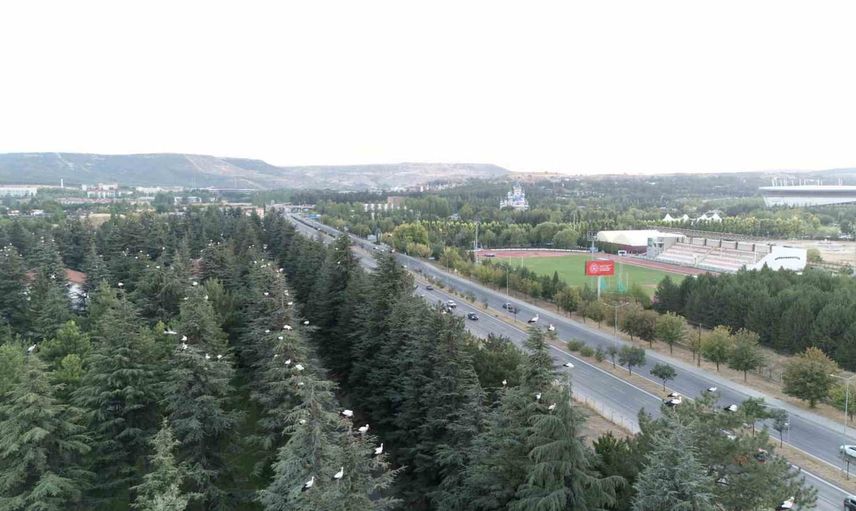 Eskişehir sokaklarında beyaz misafirler: leylekler göç öncesi dinlendi