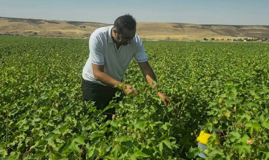 Cizre pamuk tarlalarında biyoteknik nöbet: feromon tuzaklarıyla saha takibi