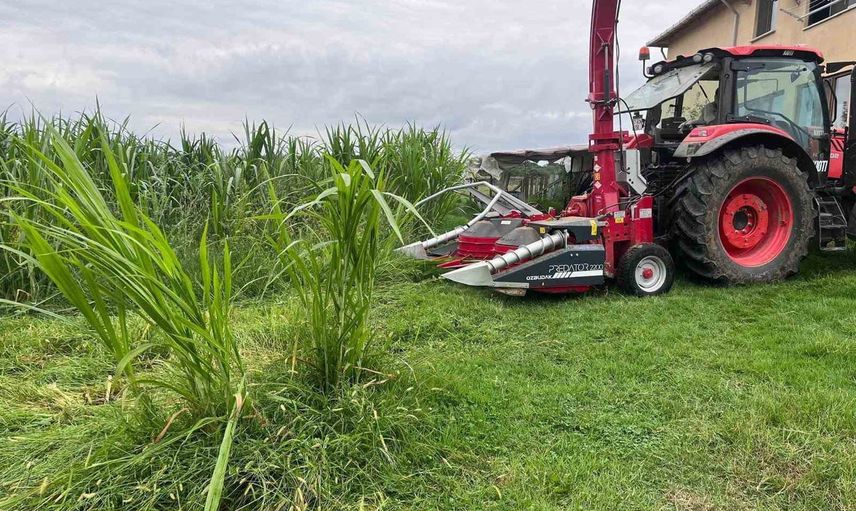 Sinop'ta maralfalfa üretiminde ilk hasat, yem alternatifi öne çıktı