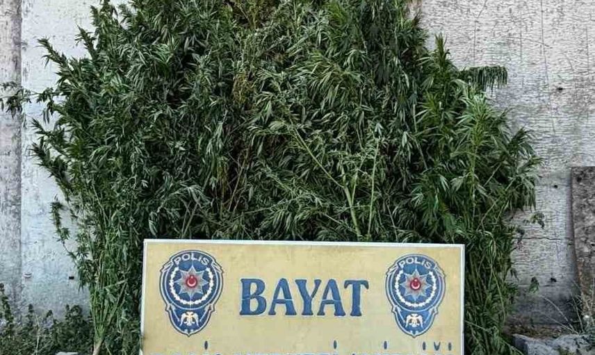 Bayat'ta çiftlik operasyonu: 46 kök Hint keneviri imha edildi, şüpheli tutuklandı