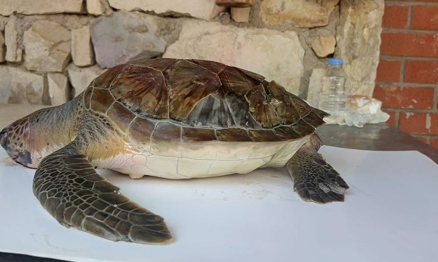 Kuşadası Körfezi'nde trol tehdidi gölgesinde dört deniz kaplumbağası ölü bulundu