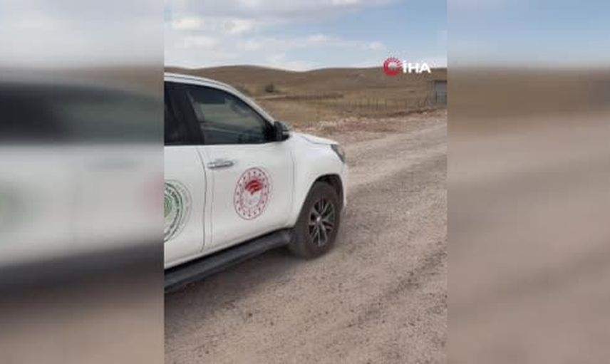 Tedaviyle hayata dönen oklu kirpi doğal yaşamına kavuştu