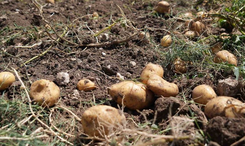 Bolu'da patates hasadı başladı: tarladan tezgaha uzanan maliyet baskısı