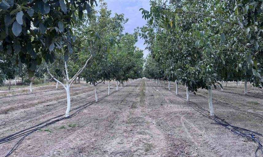Atıl fabrikanın bahçesi ceviz üretimiyle bölgeye iş ve gelir getirdi