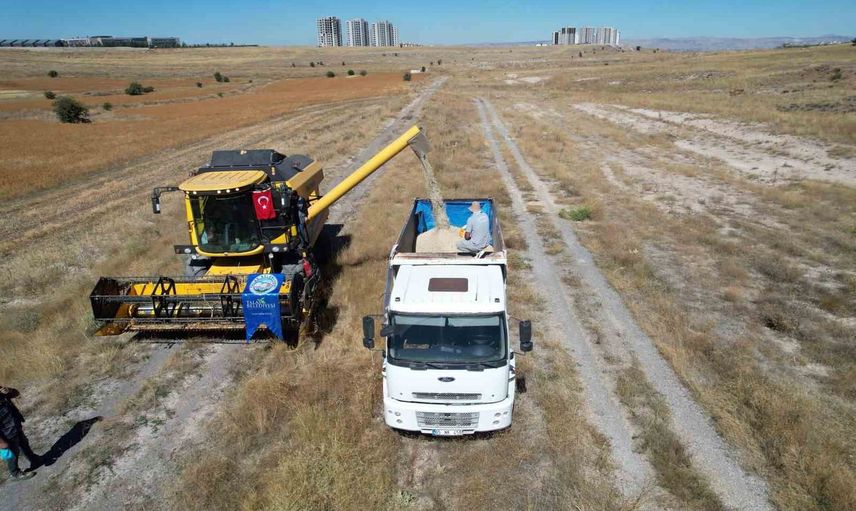 Kırsalda yeni soluk: Başakpınar'da 300 dekarda aspir hasadı