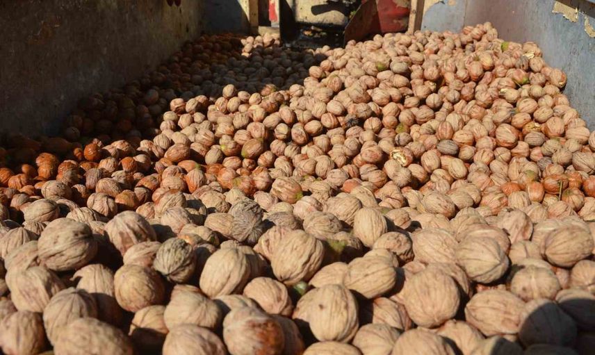 Niksar cevizinde bereket: beyaz altının hasadı başladı