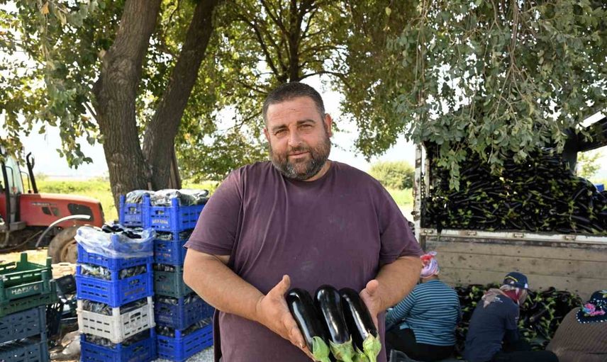Sel felaketinin ardından tarlada patlıcan bereketi