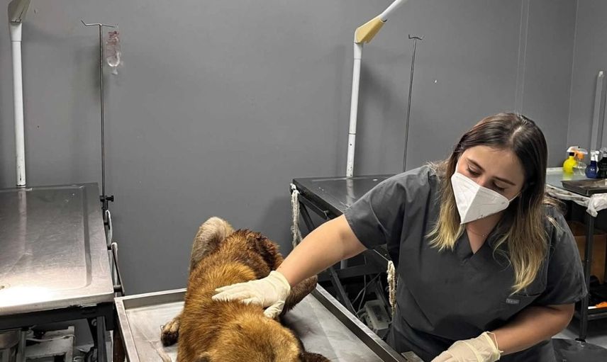 Ordu ekipleri, ağzına çengel saplanan köpeği kurtardı
