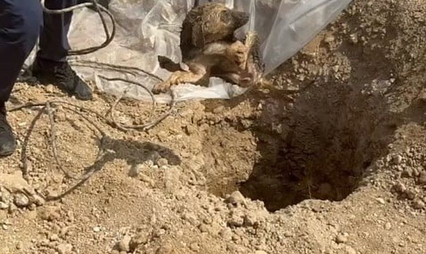 Şantiyedeki kuyuya düşen köpek itfaiyenin halatıyla kurtarıldı