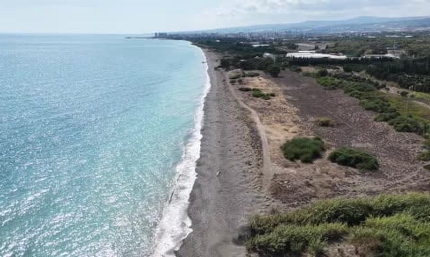 Mersin'de sahiller kum zambaklarının beyaz örtüsüyle dikkat çekti