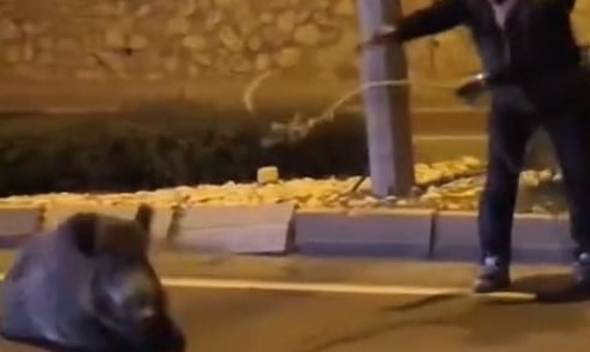 Yaralı yaban domuzunu kementle güvenli alana taşıdı
