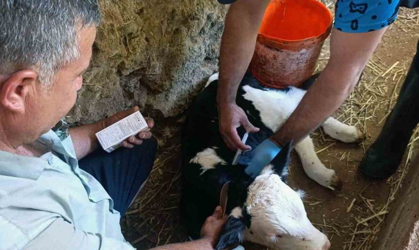Muğla'da yeni doğan buzağıların yaşam şansı artırılıyor
