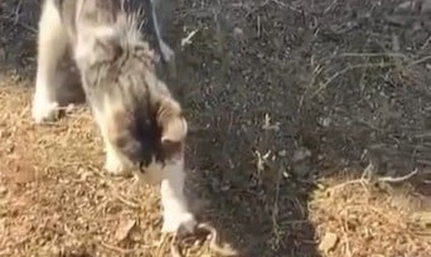 Kedi yılanı fare oyununu aratmayan hareketlerle idare etti