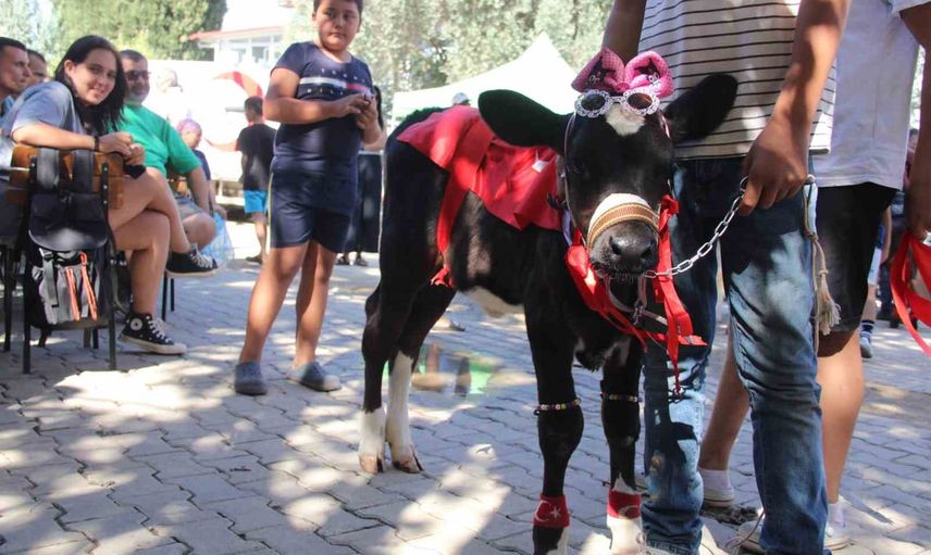 Menteşe'de buzağı güzellik yarışması mahalleyi renklendirdi