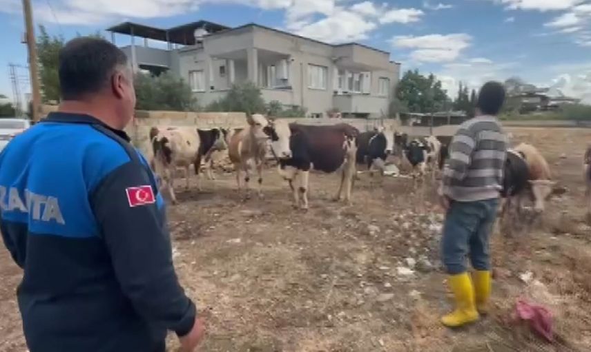 İslahiye'de kaybolan 17 büyükbaş kulak küpeleriyle sahibine kavuştu