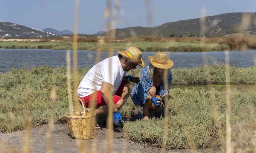 Deniz börülcesiyle başlayan deneyim turistleri sofrada buluşturdu