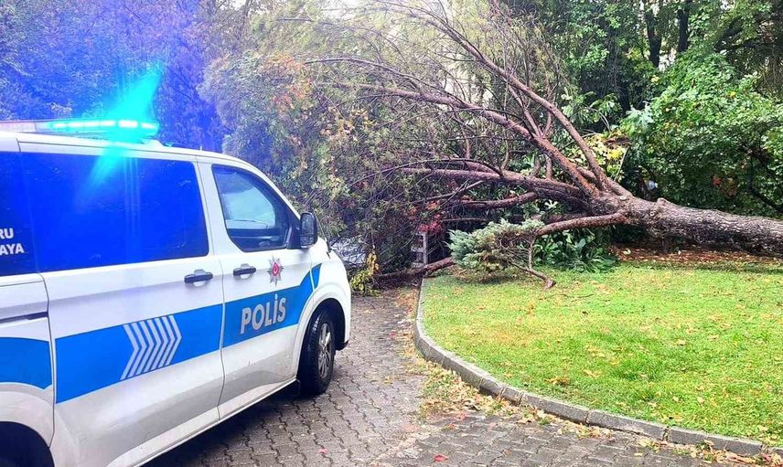 Muğla'da sağanak sonrası yol kenarındaki çam ağacı park halindeki otomobile devrildi