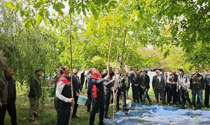 Adilcevaz'da ceviz hasadı başladı: tescilli ürünün ekonomik katkısı öne çıktı