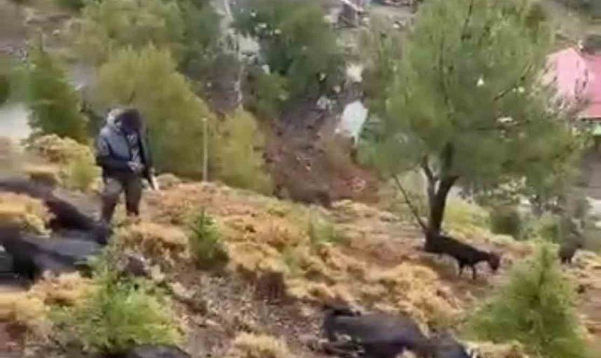 Yıldırım yağış sırasında İbrahim Çınar'a ait 20 keçiyi telef etti